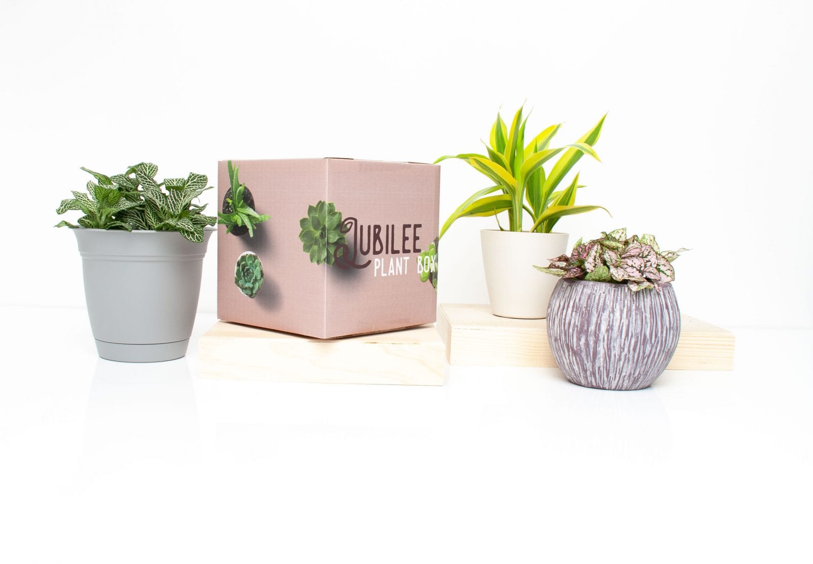 Image of Jubilee plant box with various plants in vases