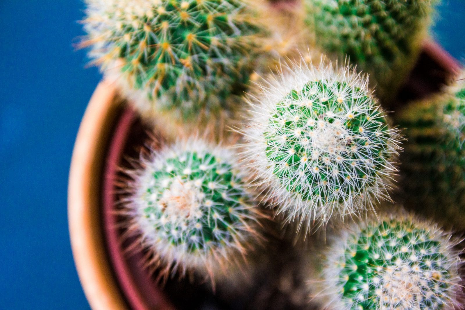 Close up view of a cactus